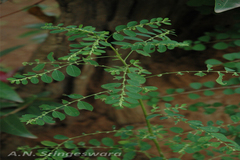Phyllanthus scabrifolius